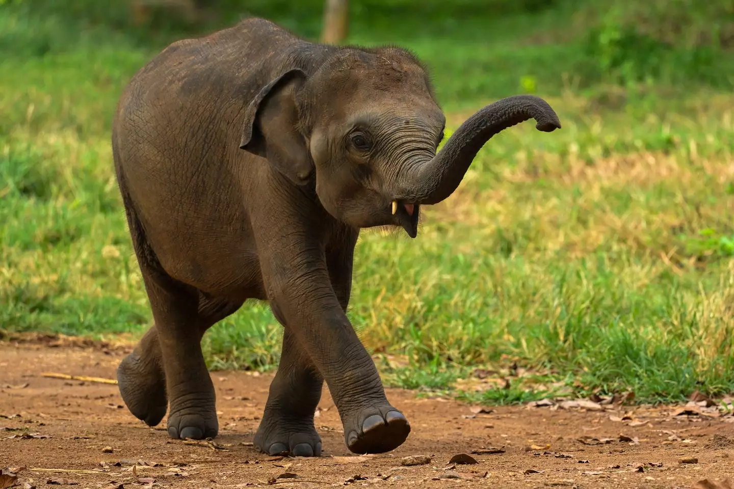 The veteran broadcaster defended the decision not to save the baby elephant while filming for his BBC Africa series.