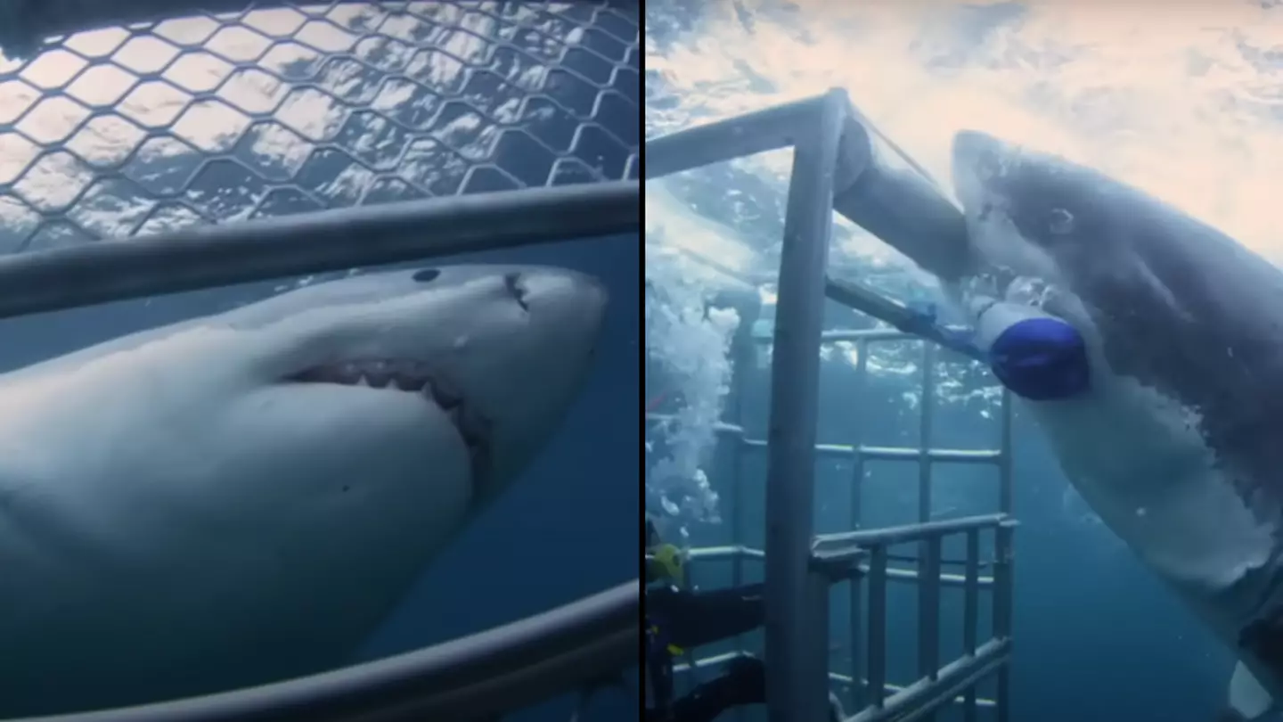 Terrifying video shows moment huge Great White shark attacks cave with diver inside