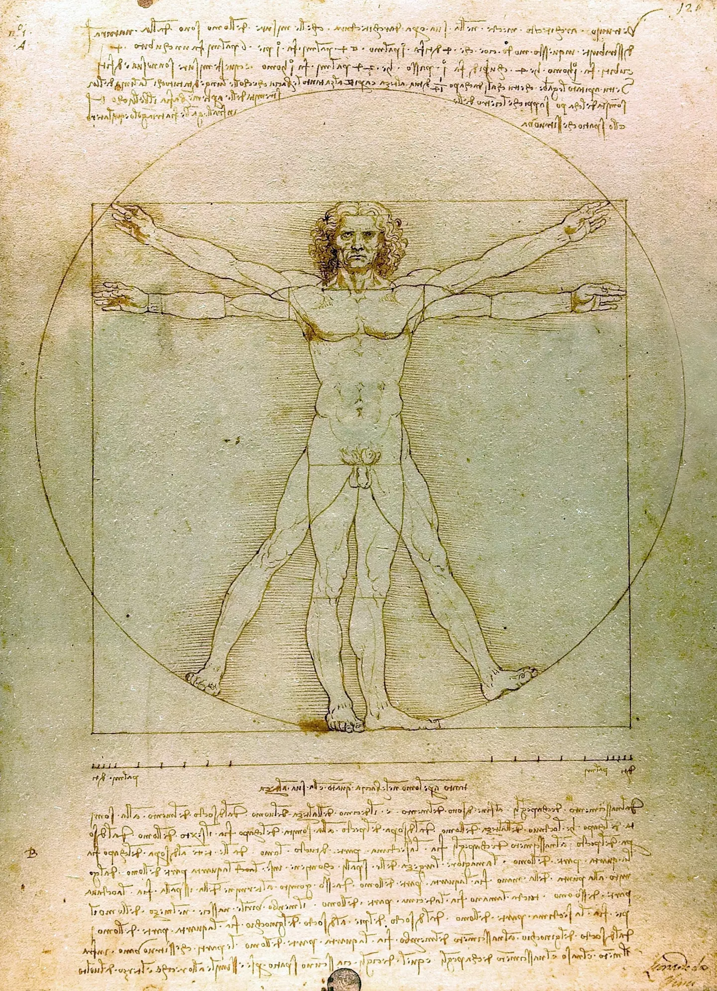 Vitruvian Man, by Leonardo Da Vinci, notice any shapes? (Photo12/Universal Images Group via Getty Images)