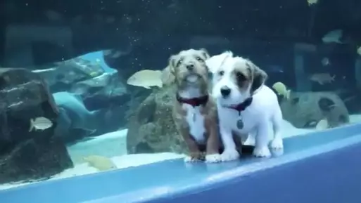 Watch These Adorable Puppies Explore An Aquarium