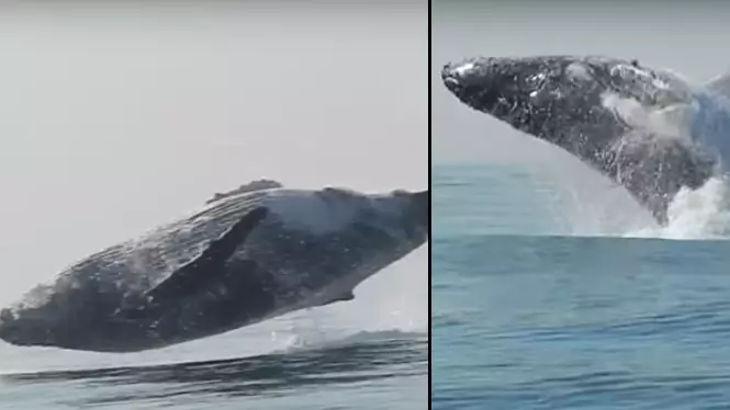 '40 Tonne' Humpback Whale Kicks Chills And Jumps About In The Ocean