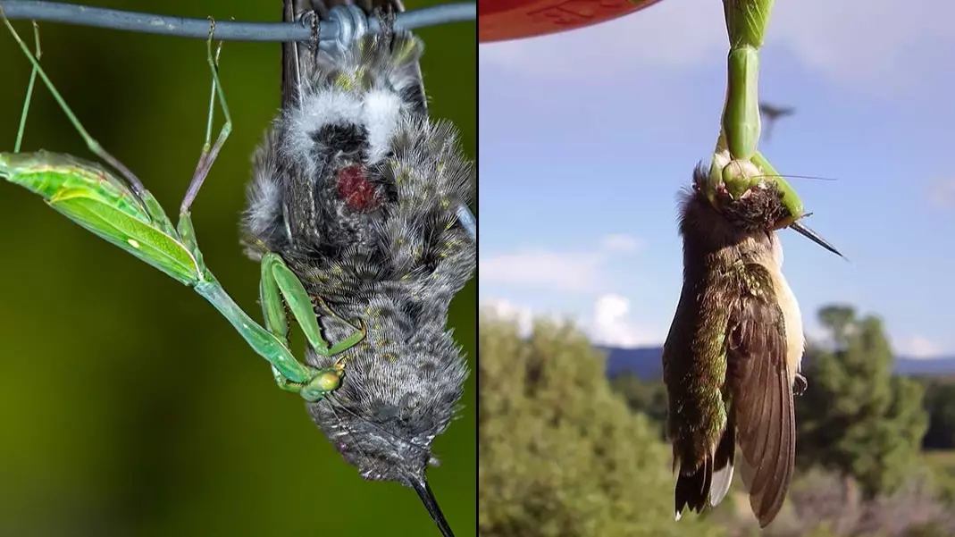 Praying Mantises Kill Birds Then Eat Their Brains