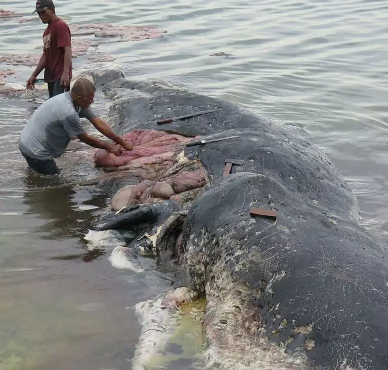 Dead whale had 1,000 pieces of plastic in its stomach.