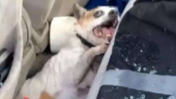 Dog Suffers Brain Damage After Being Left Inside 50C Degree Car
