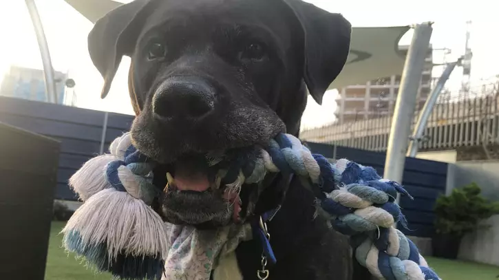 Daisy The ‘Unluckiest Rescue Dog’ Spends 100 Days at Battersea