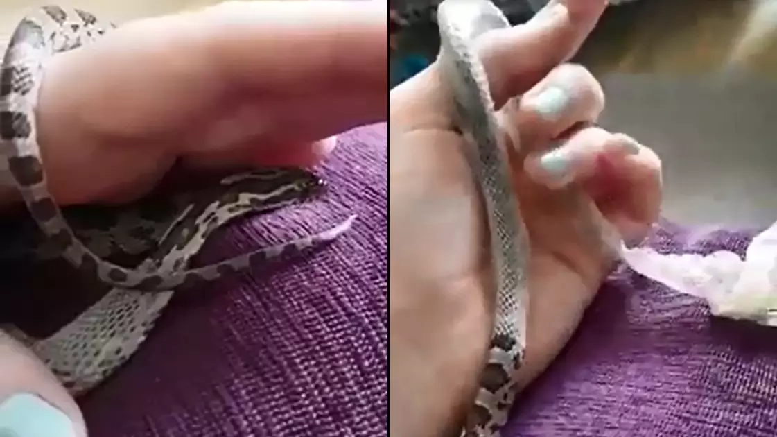 Snake Shedding Its Skin Is So Mesmerising And Weirdly Satisfying