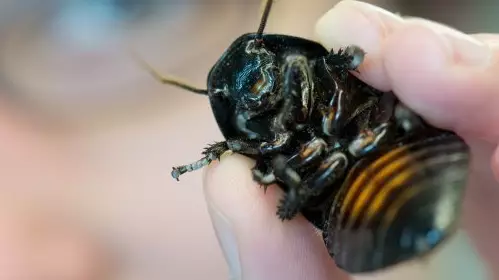 You Can Name A Cockroach After Your Ex For £1.50 This Valentine's Day