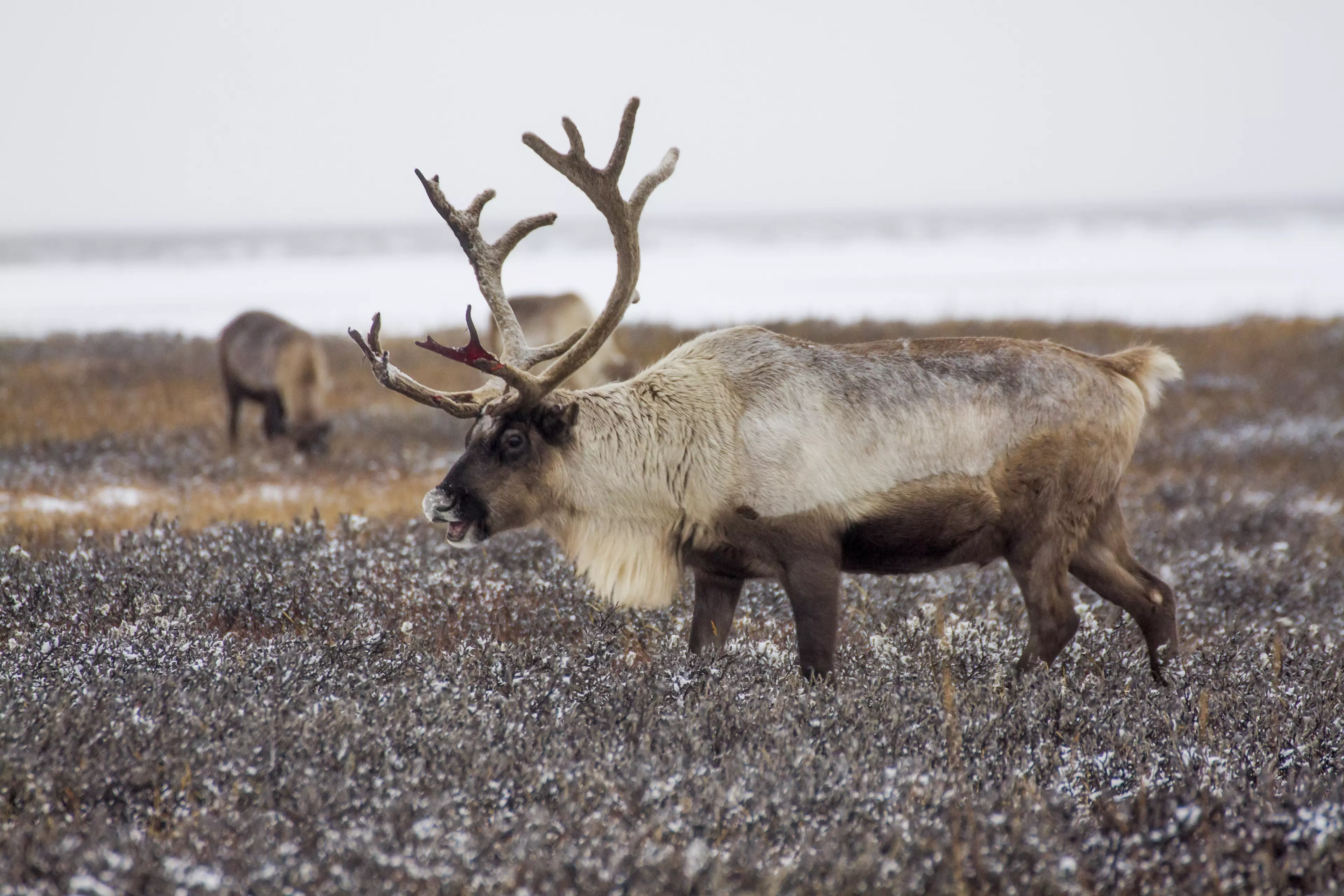 Over 80,000 Reindeers Have Died Of Starvation Due To Melting Ice