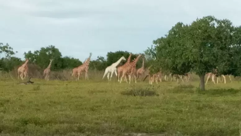 Extremely Rare White Giraffe Photographed In Kenya  