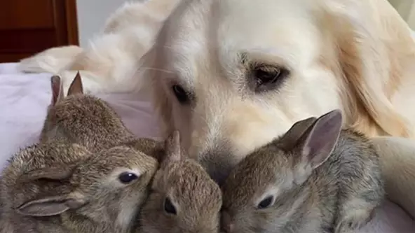 Golden Retriever Who 'Adopted' Bunnies Has More Than 100,000 Subscribers On YouTube