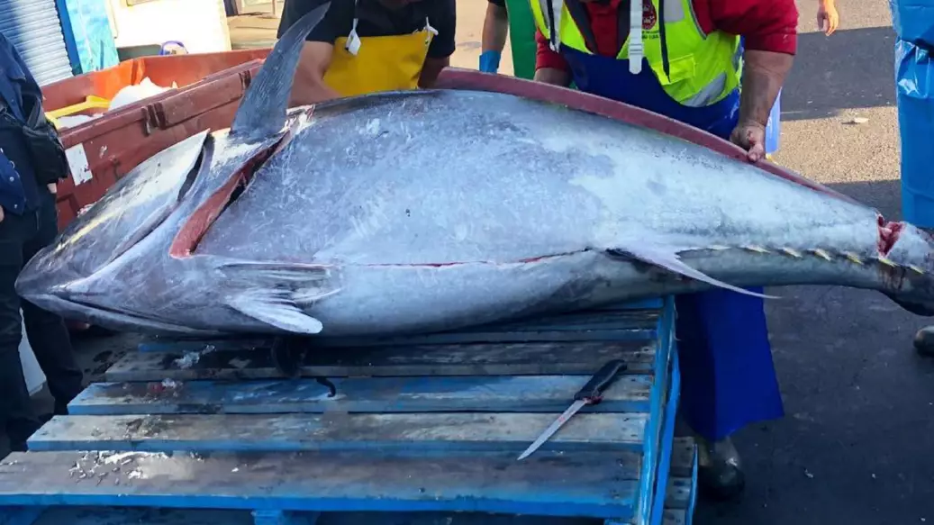 Record-Breaking 271kg Tuna Fish Caught Off The Coast Of New South Wales
