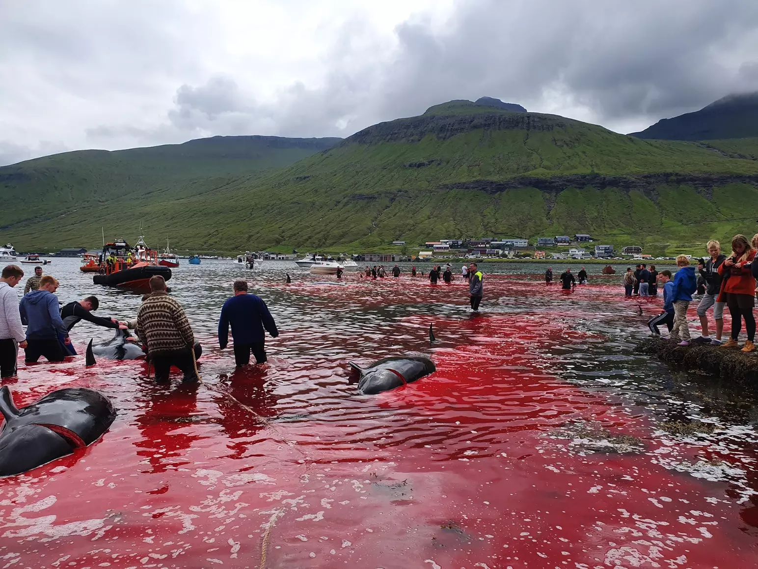 23 whales were killed.