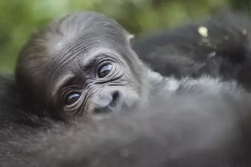 A Zoo Is Holding A Contest To Pick A Name For Its New Baby Gorilla And Guess What Happened