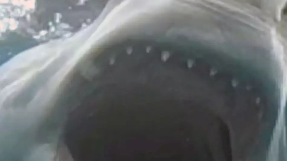 Man Who Lost His Leg In Shark Attack 20 Years Ago Films Close Encounter With Great White