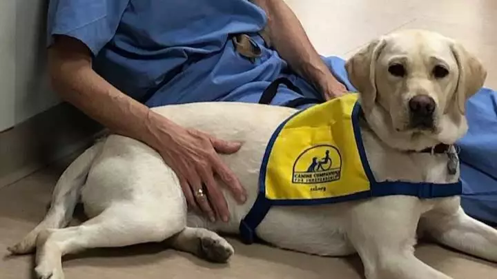 Therapy Dog In Training Is Helping People On The Frontline Of Coronavirus