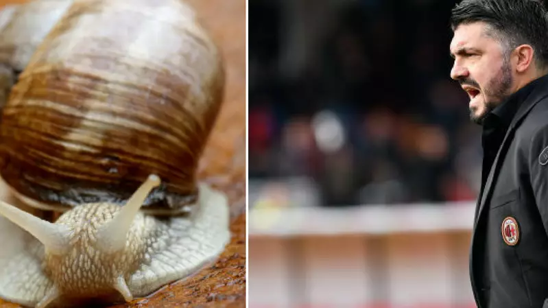 Gennaro Gattuso Reveals He Ate A Live Snail Before Game Against Manchester United