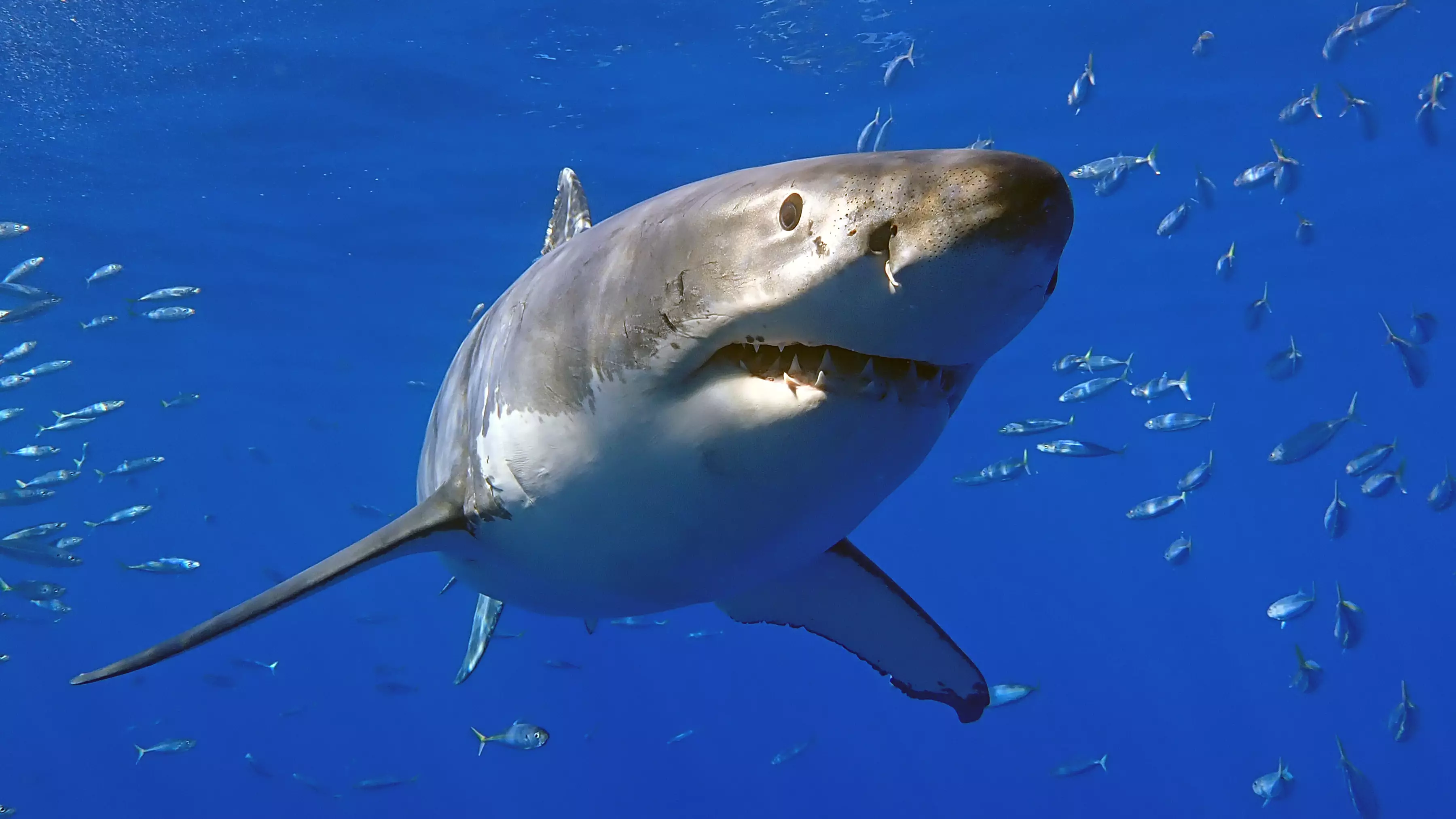 Two Men Saved After Spending The Night In Shark-Infested Waters