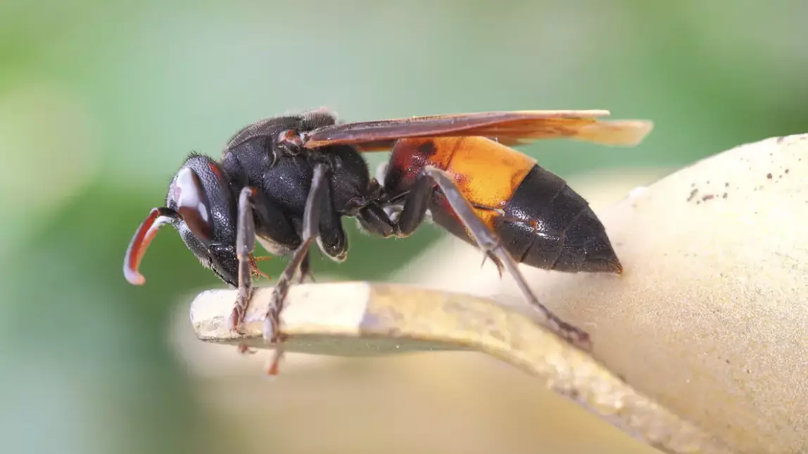 Experts Report 'Record Level' Of Sightings Of Killer Asian Hornets