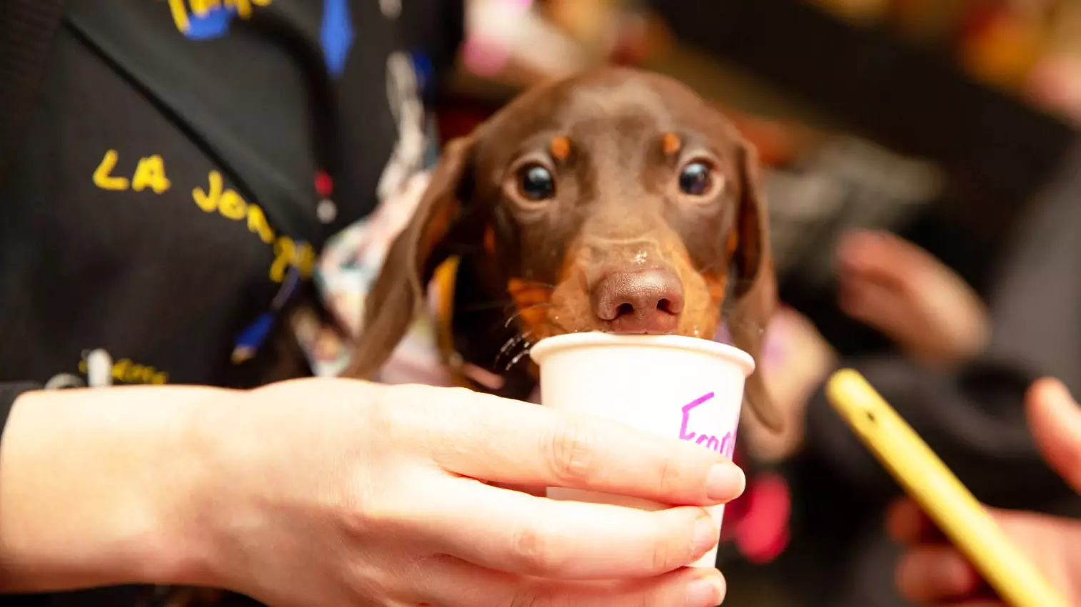 An Open-Air Dog Café Is Coming To The UK