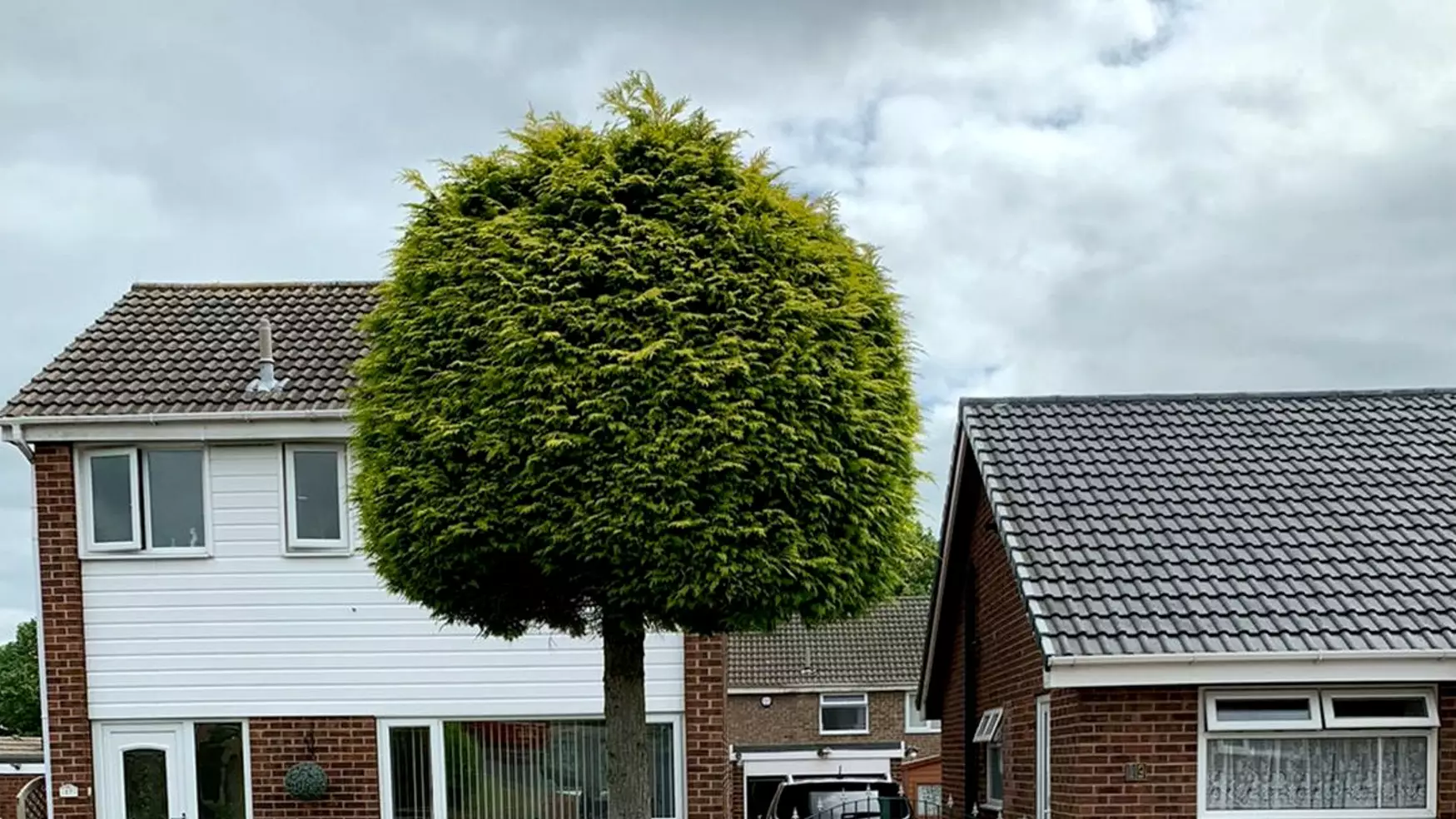 'Petty' Neighbour Chops Down Exactly Half Of Tree After Argument
