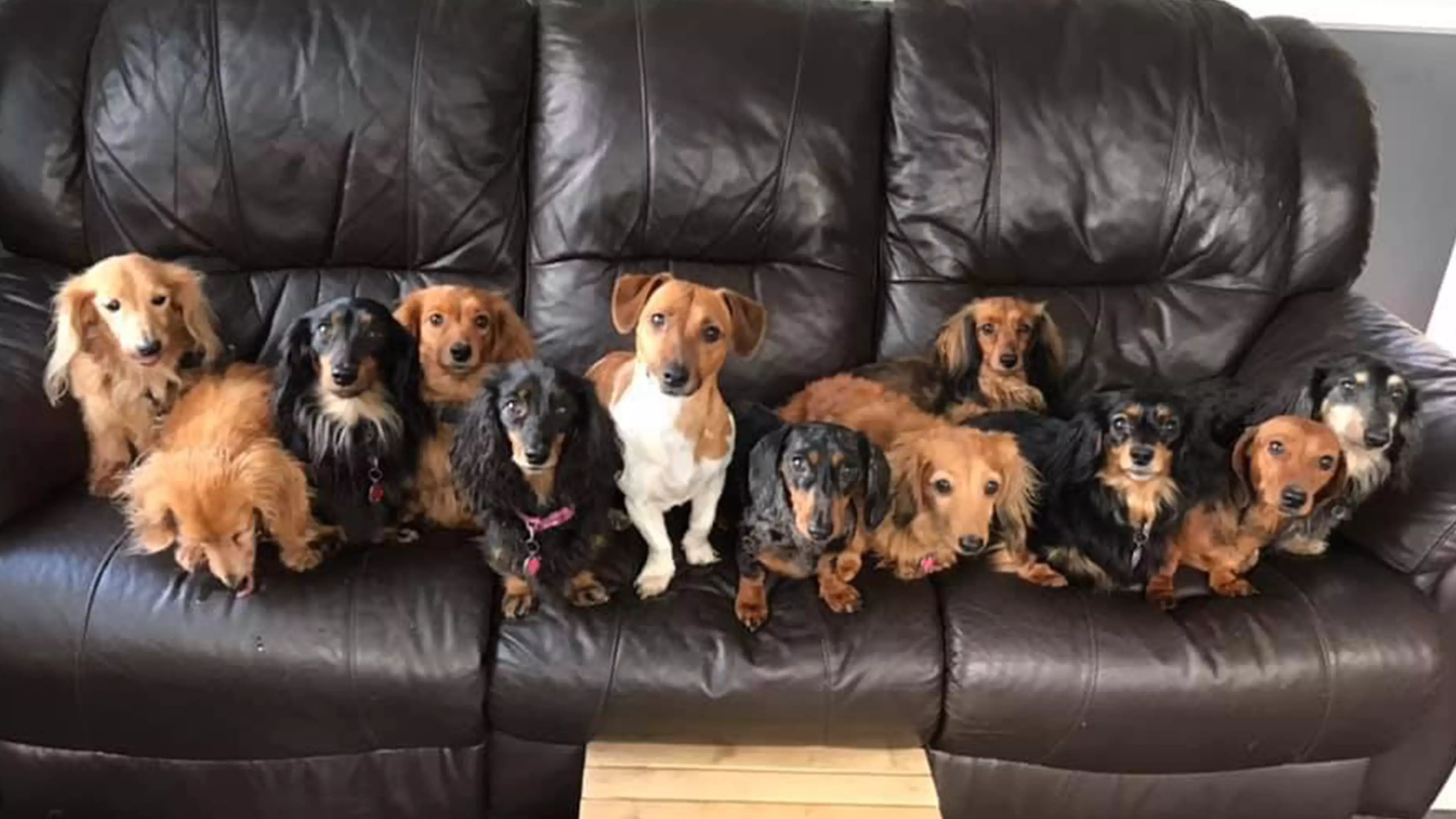 ​Couple Sell Their Home To Make Room For 14 Sausage Dogs
