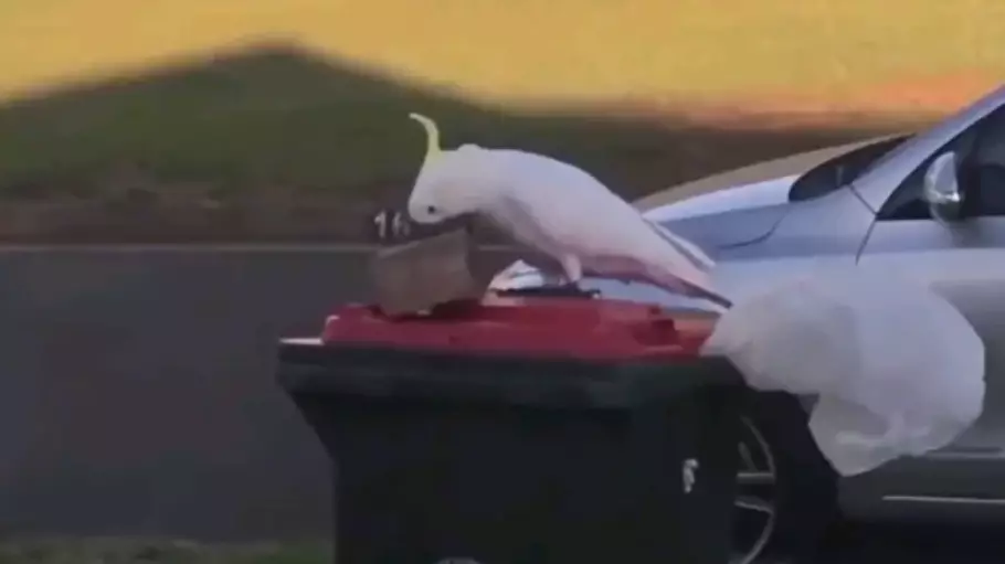 Clever Cockatoo Manages To Remove Brick To Get Inside Bin
