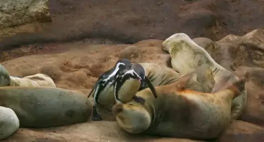 Penguins were shown on an incredible crowd surfing mission (