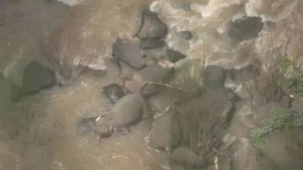 Six Elephants Fall To Their Deaths Trying To Save Each Other From Waterfall 