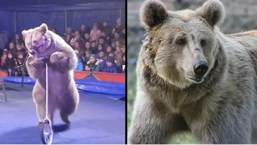 Incredible Moment Circus Bear Is Released Into A Sanctuary
