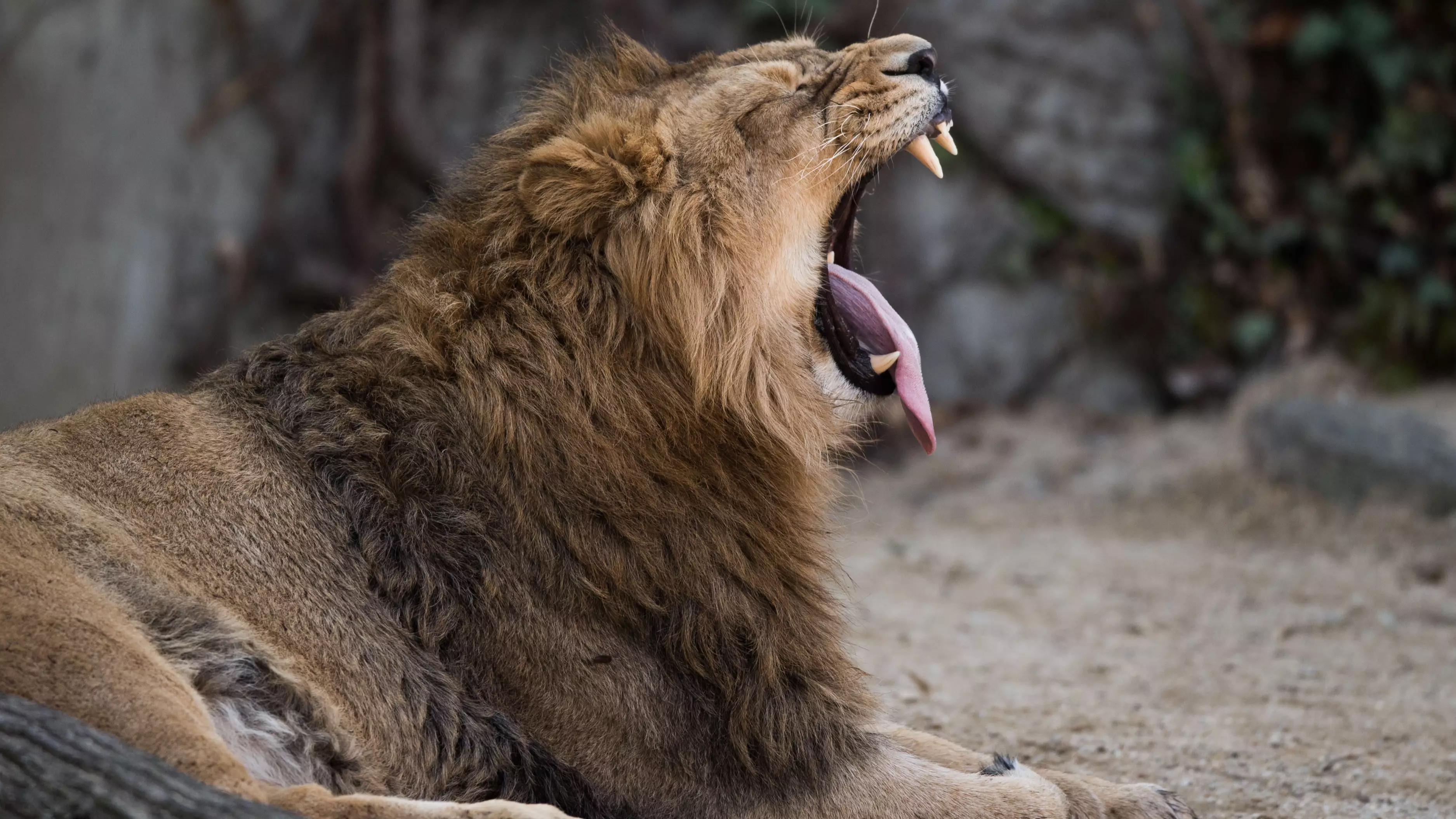 New Study May Explain Why Yawning Is Contagious