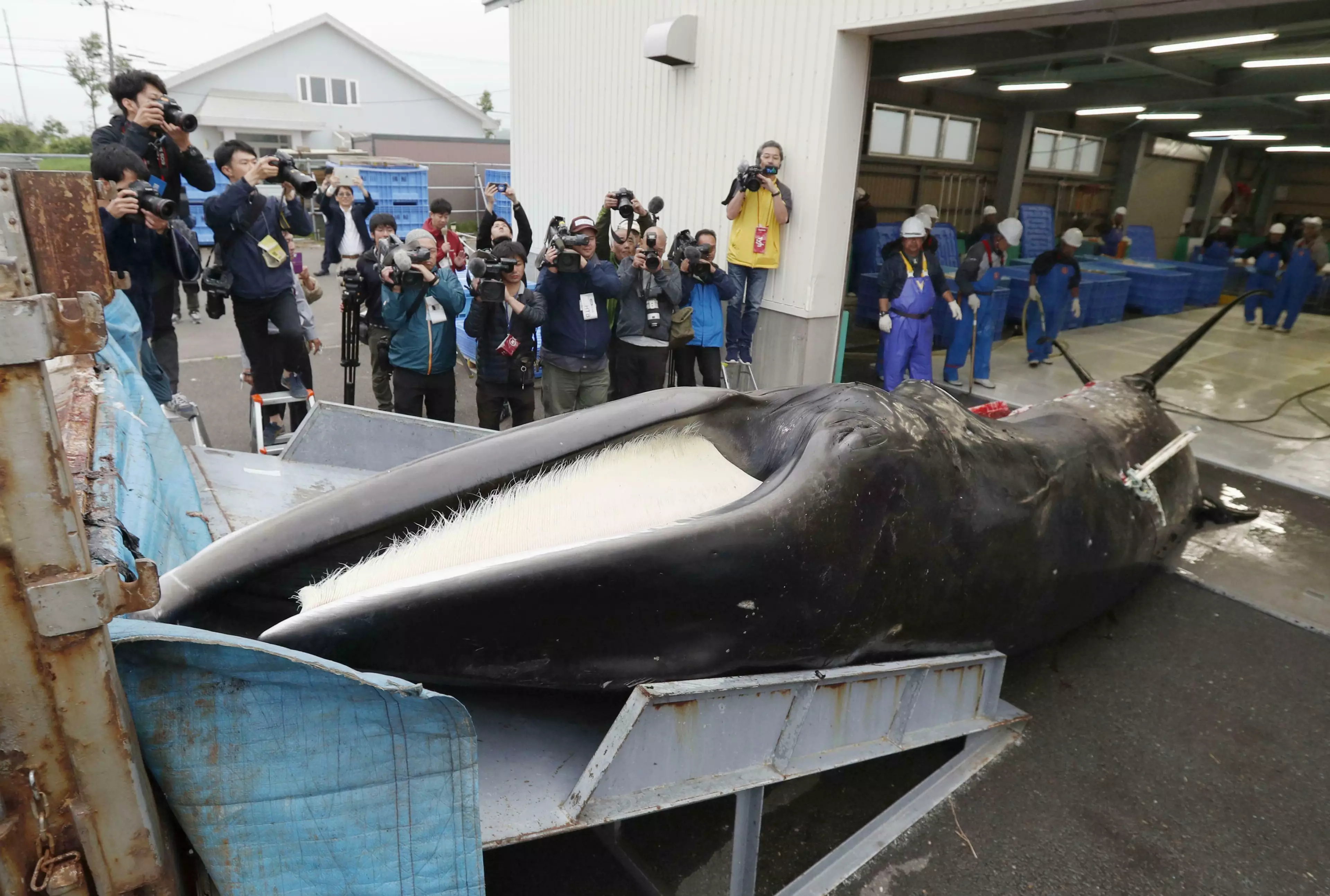 Commercial whaling has been reinstated in Japan.