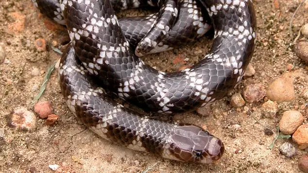 New Type Of Venomous Snake Discovered In Australia 