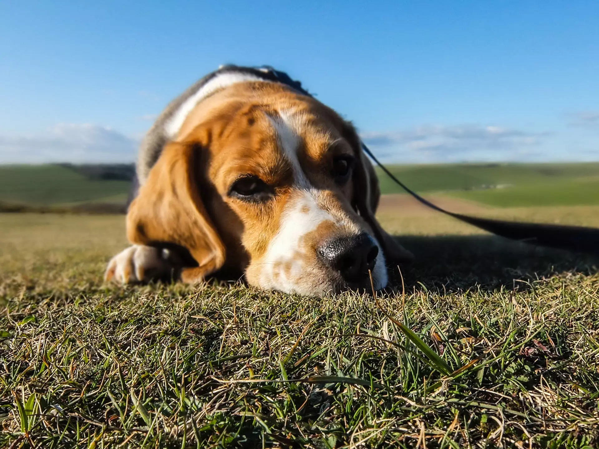 Dogs don't respond well to lead pulling or shouting (
