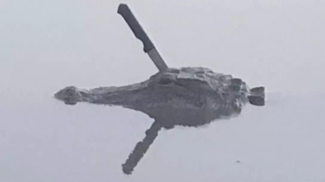 Alligator Spotted Swimming In A Lake With A Knife In Its Head 