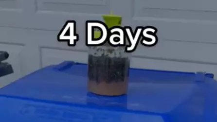 Man’s Four Day Test Of Fly Trap Has Seriously Impressive Results