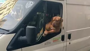 This Dog Has Perfected The White Van Man Pose 