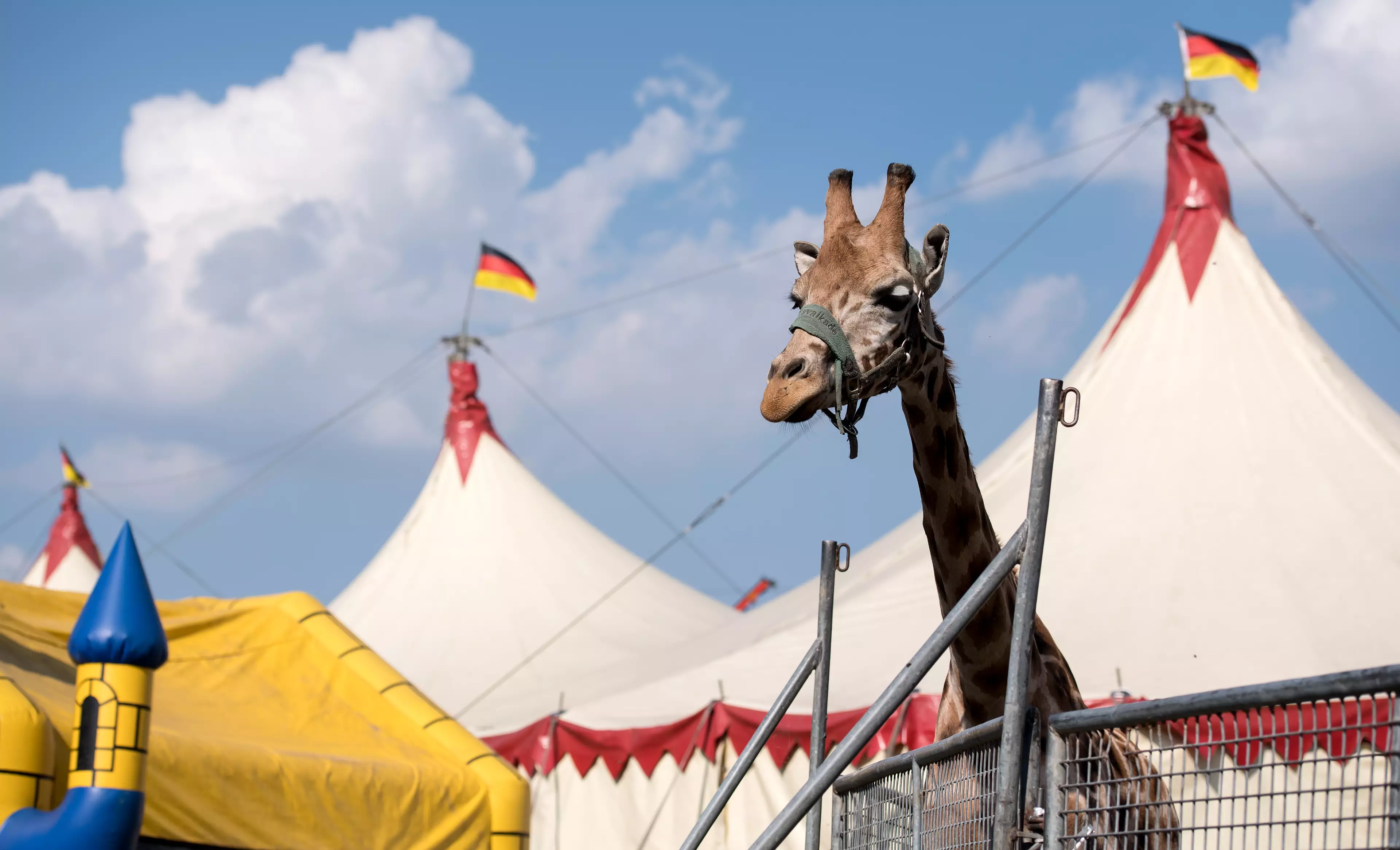A Giraffe stands in its enclosure at the Circus Voyage in Munich, Germany.