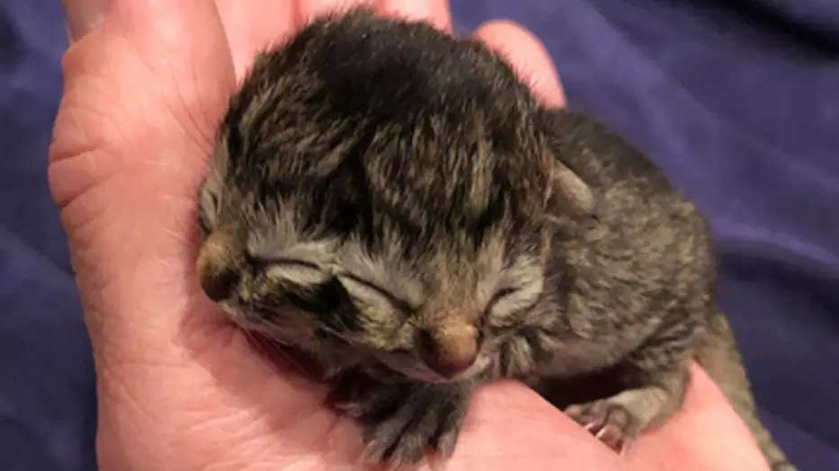 Kitten Born In The USA With Two Faces