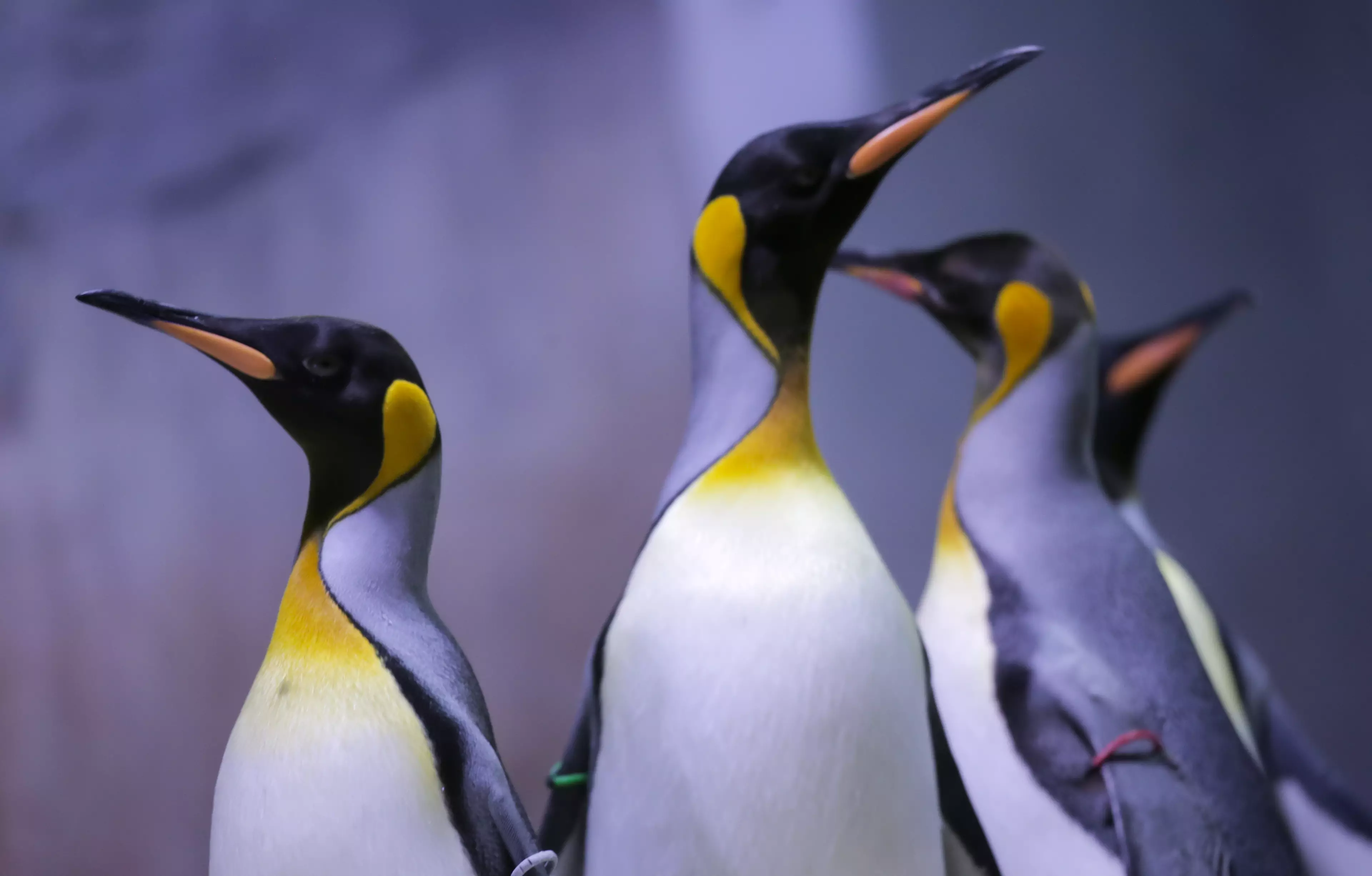 Emperor penguins are in grave danger of extinction (