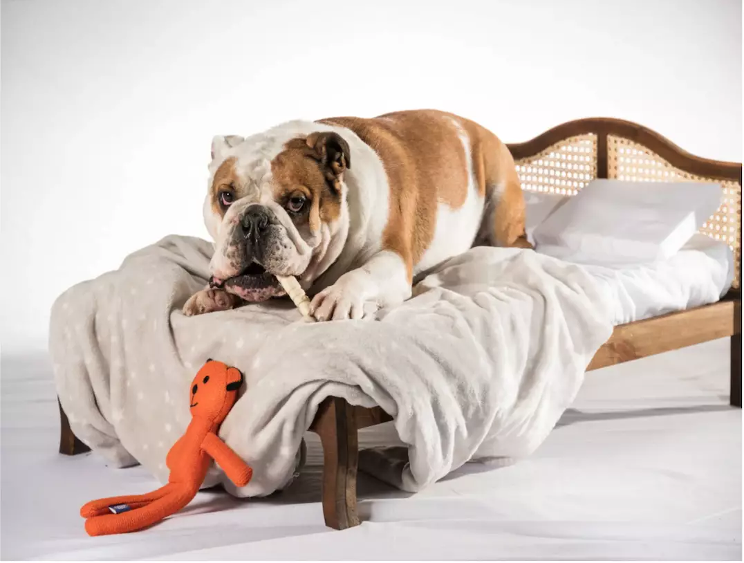 The beds start from £339 and are handmade. This is the 'Ruff Ruff Wooden Rattan Pet Bed' (