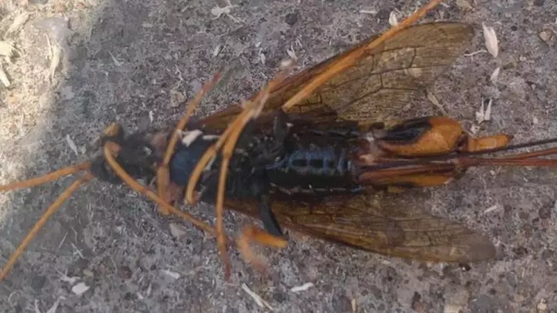 Woman Says Giant Winged Insect With Stinger Fell From The Sky Into Her Garden 