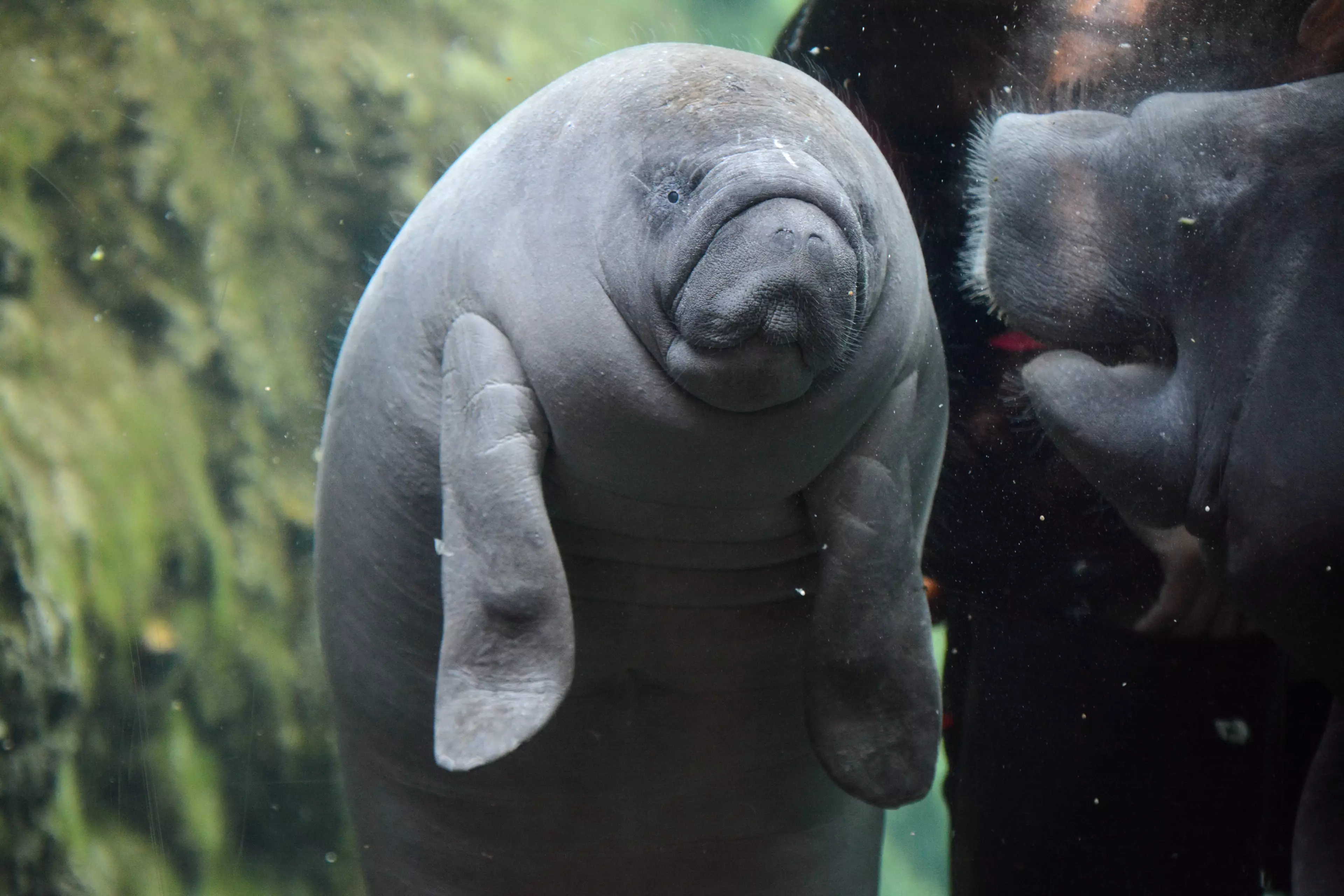 In 2015, it was estimated there are only 10,000 West African manatees living in the wild.