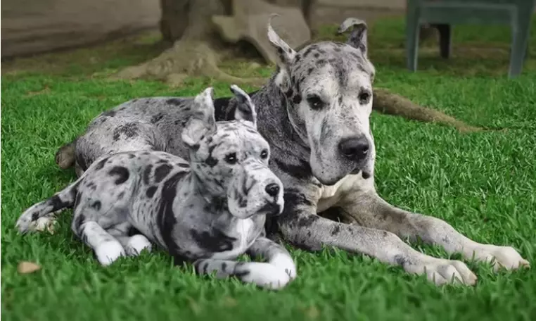 Cuddle Clones Plush Dogs.