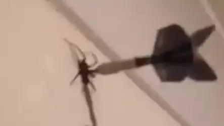Man Branded 'Cruel' For Killing Spider With Dart