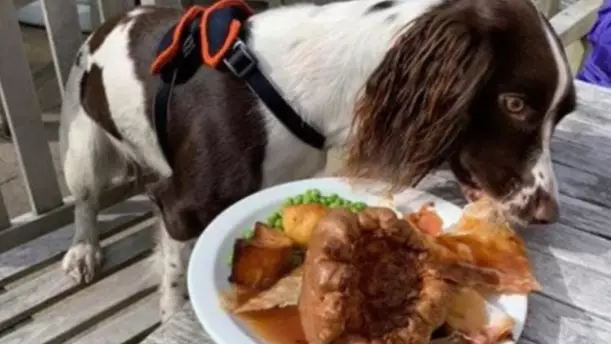 Woman Buys Pet Dog Roast Dinner In Pub - Internet Is Divided 