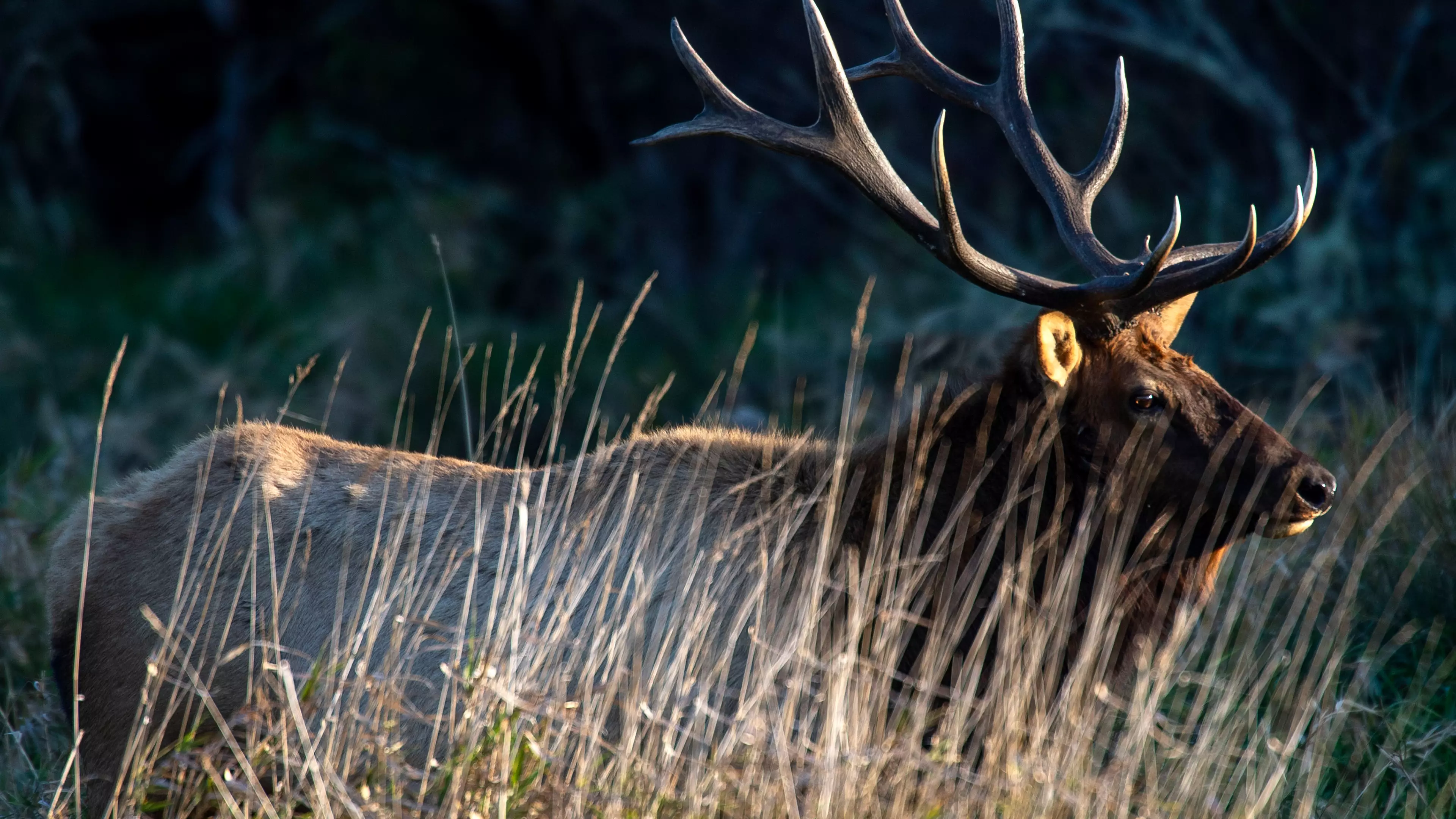 Archery Hunter Is Gored To Death By An Elk After Shooting It