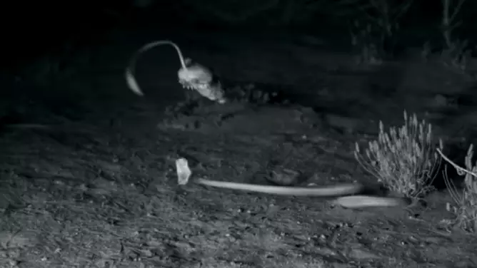 High-Speed Cameras Show 'Ninja' Kangaroo Rats Evading Rattlesnake Attacks