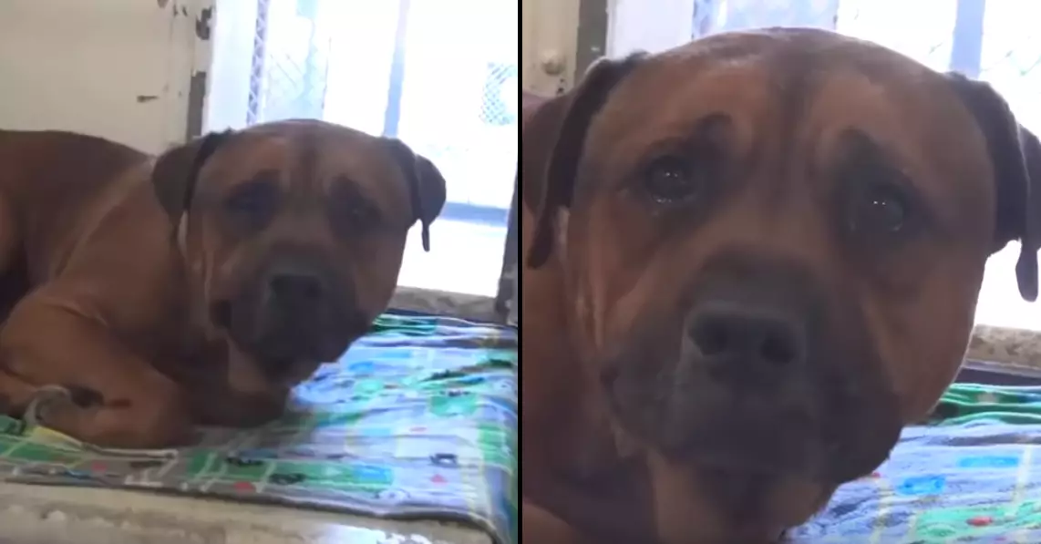 Heartbroken Dog Cries After Finding Out He's Been Abandoned