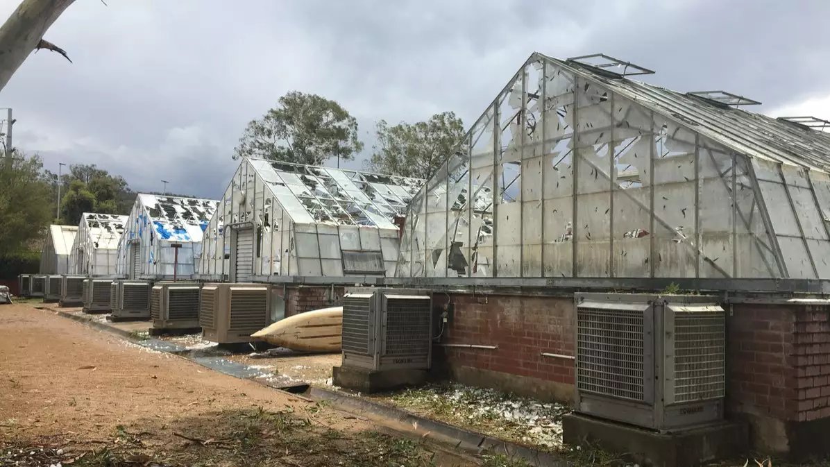 Years Of Research Lost After Golf Ball Sized Hailstones Smash Greenhouses