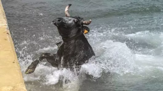 Bulls Are Chased Into The Sea In Spain As Crowds Taunt Them Into The Water